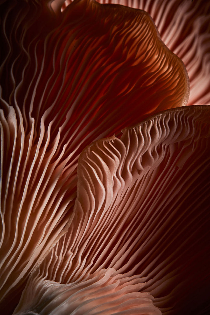 Mushrooms