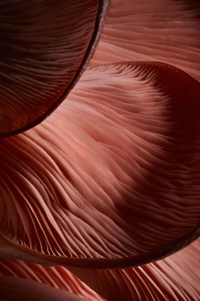 Food Product Photography