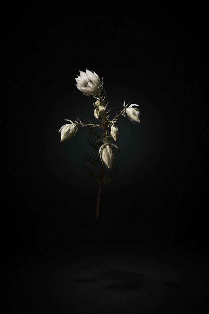 Conceptual Still life