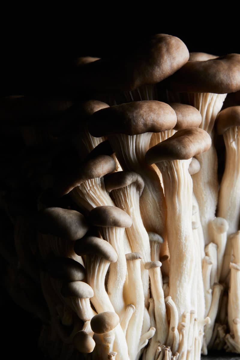 Mushroom Photographer Melbourne
